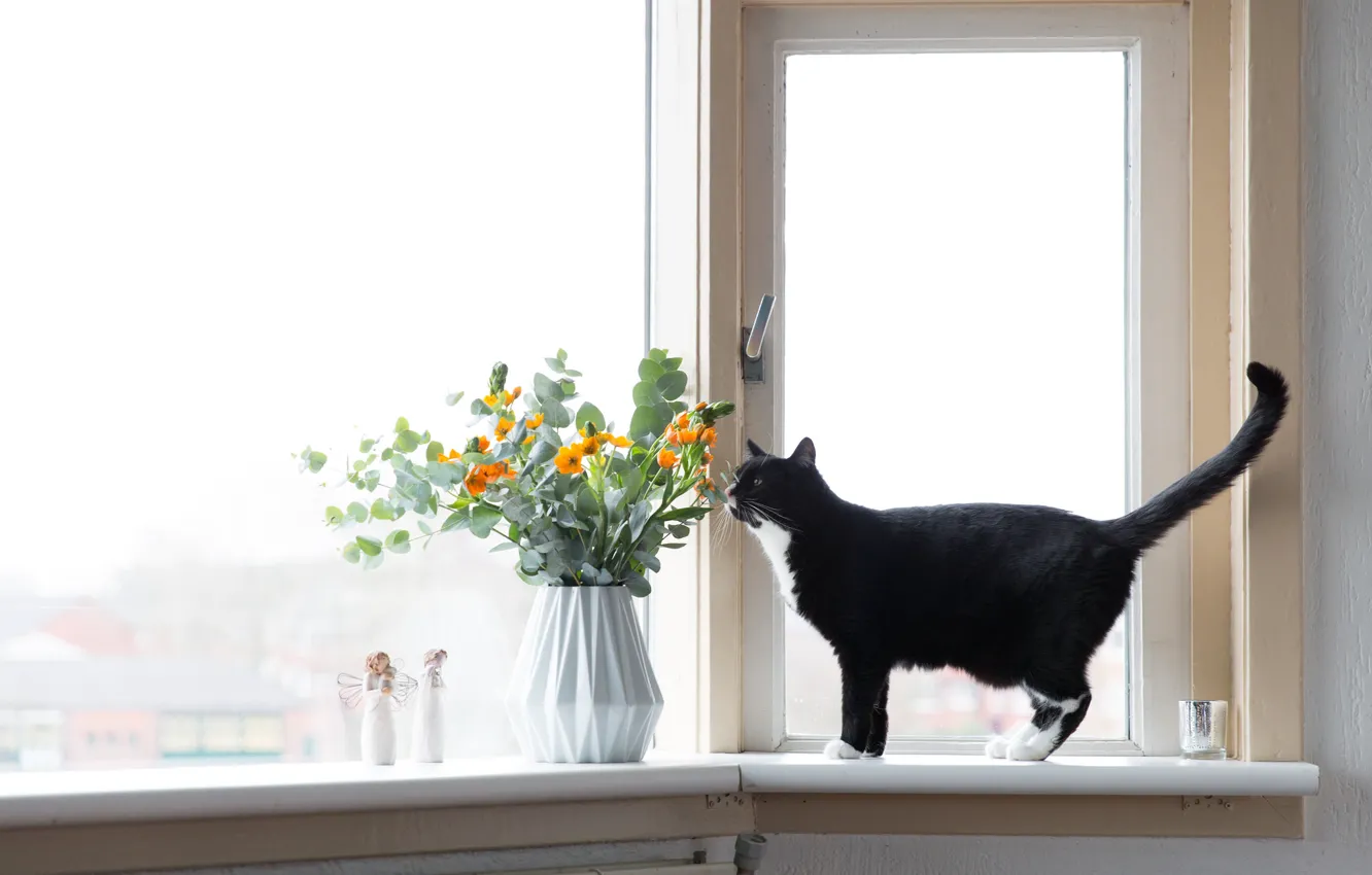 Фото обои кот, цветы, окно