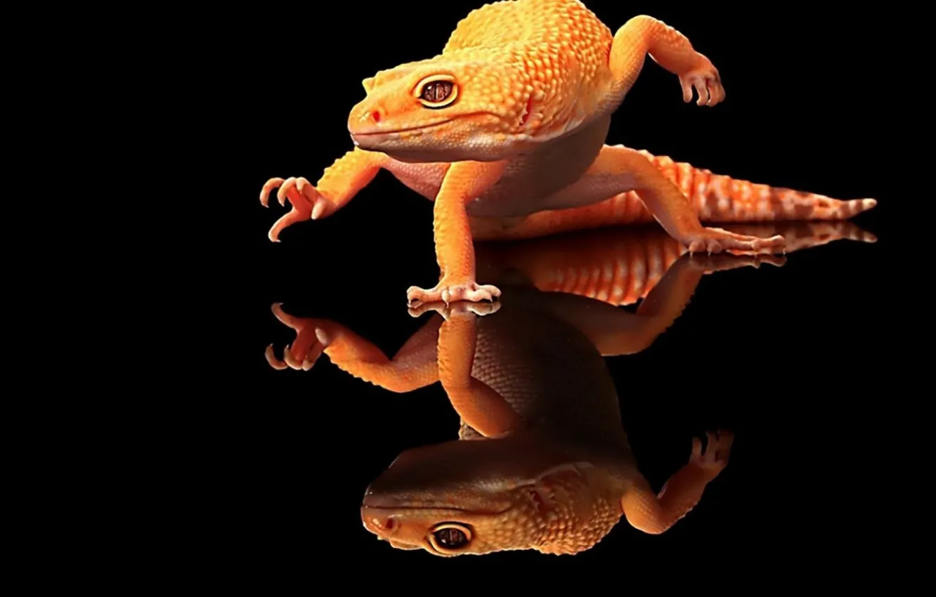 Фото обои animal, reptile, leopard gecko