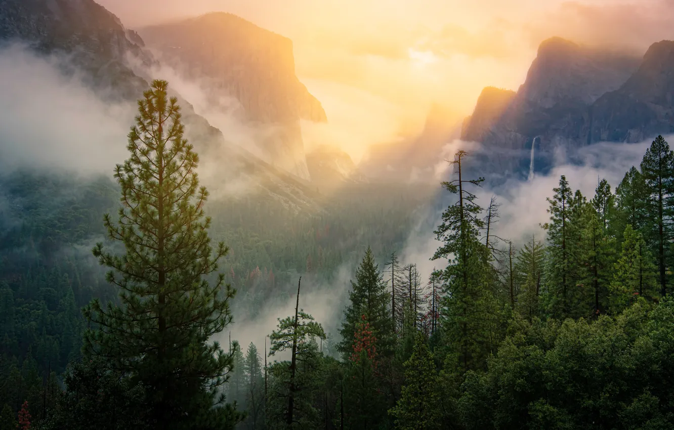 Фото обои лес, лучи, свет, деревья, горы, туман, скалы, склоны