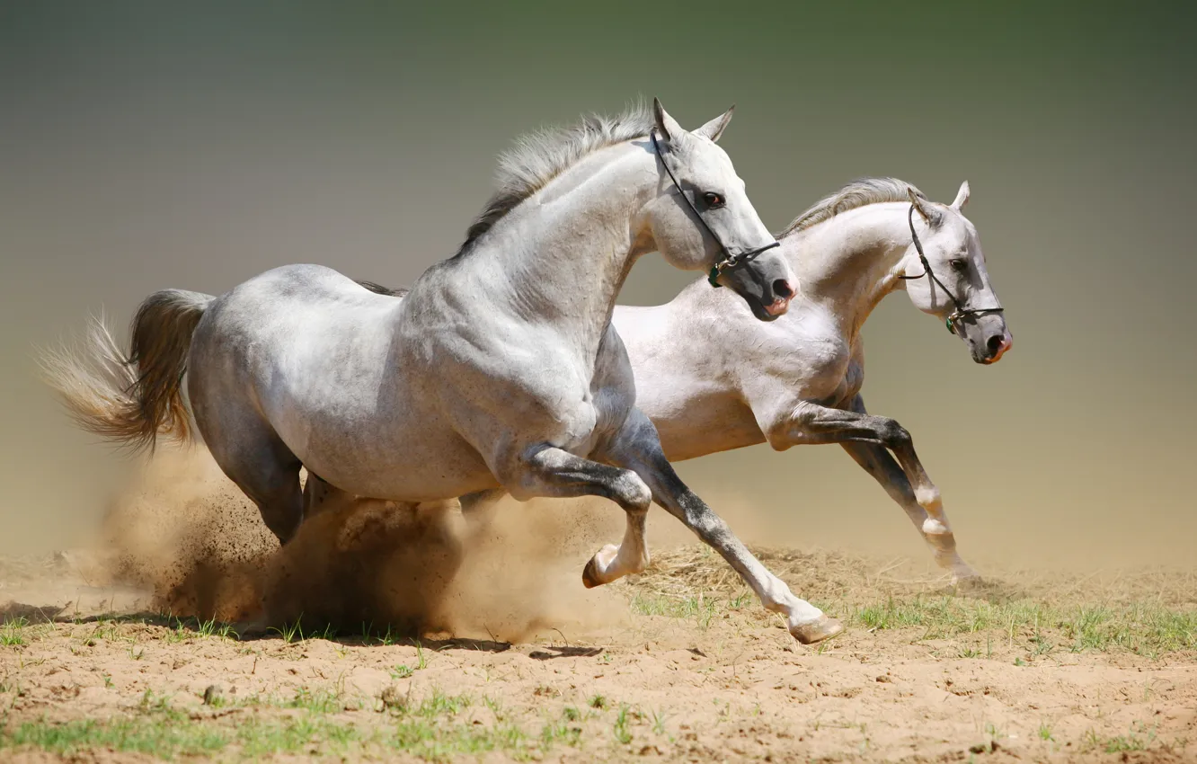 Фото обои пыль, лошади, момент