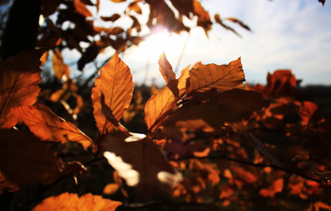 Фото обои осень, листья, красота