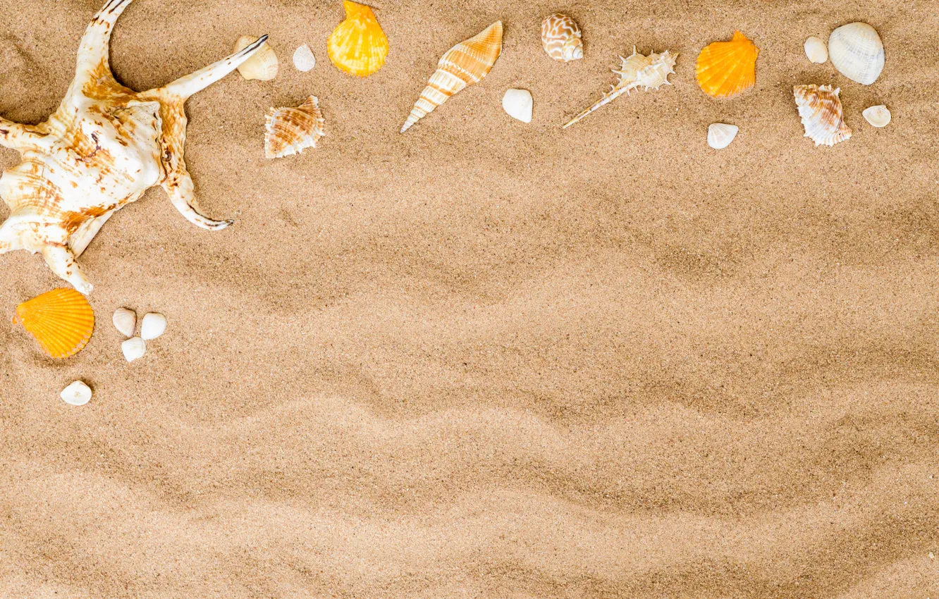 Фото обои песок, пляж, лето, ракушки, summer, beach, sea, sand