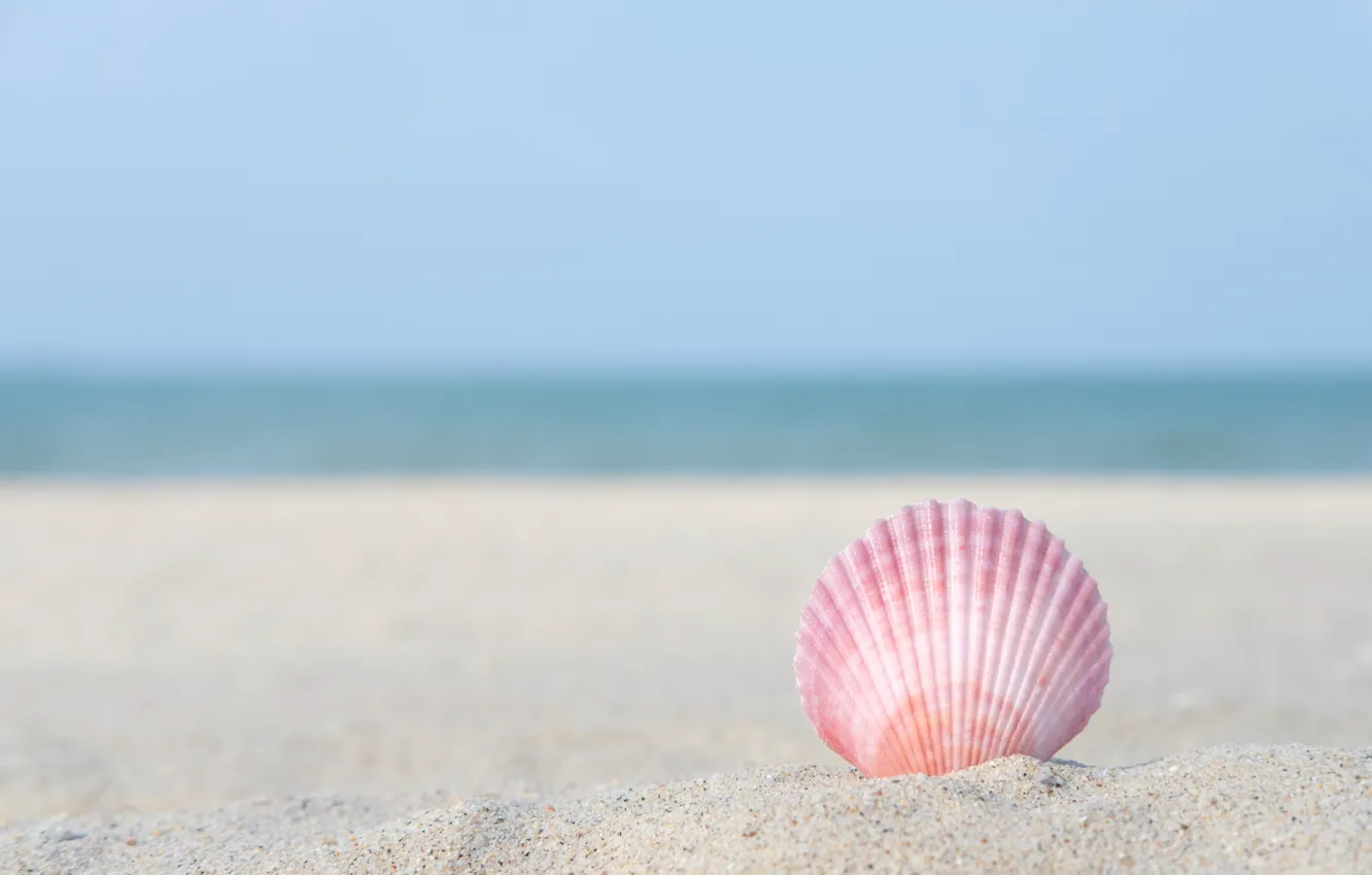 Фото обои песок, море, пляж, макро, природа, ракушка