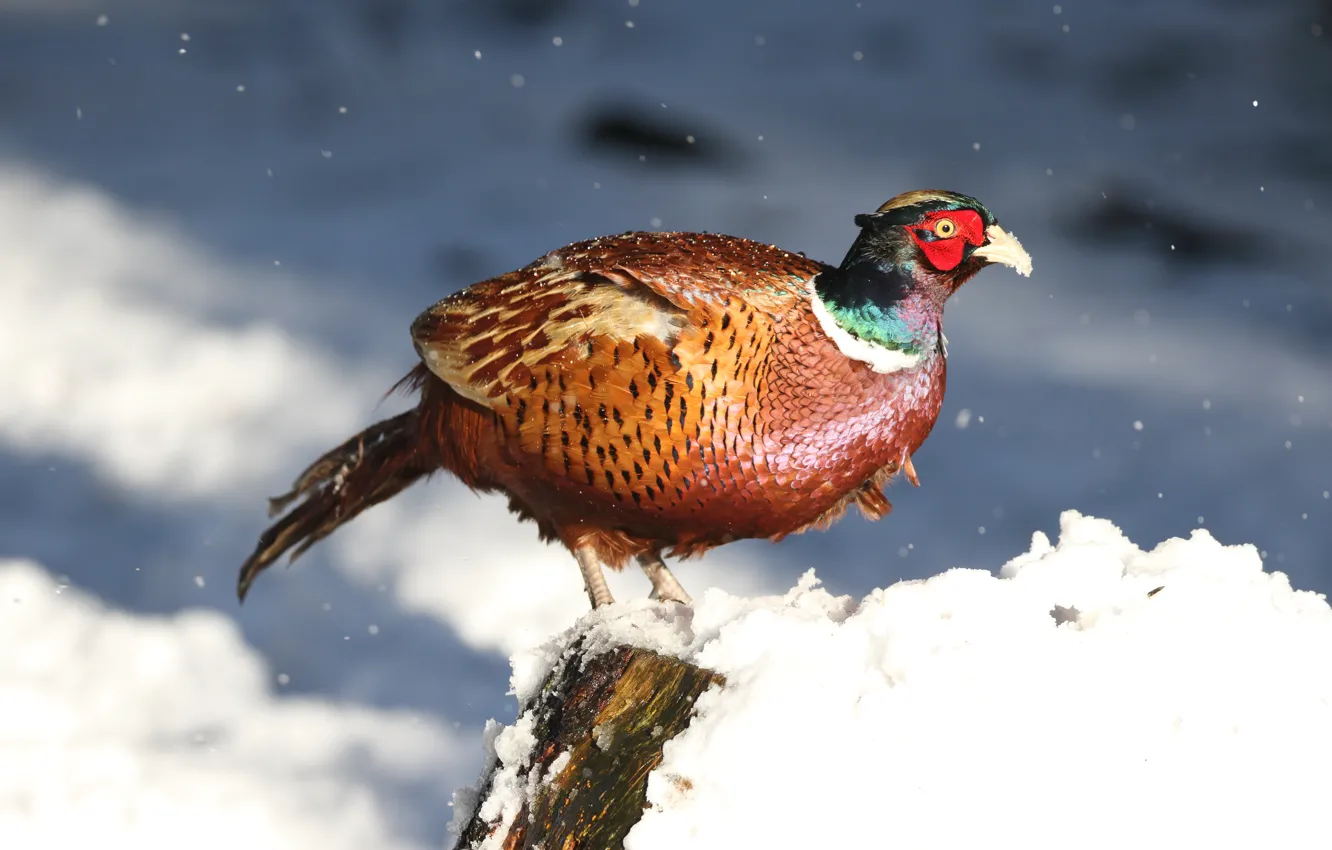 Фото обои зима, снег, природа, птица, снегопад, фазан, яркая