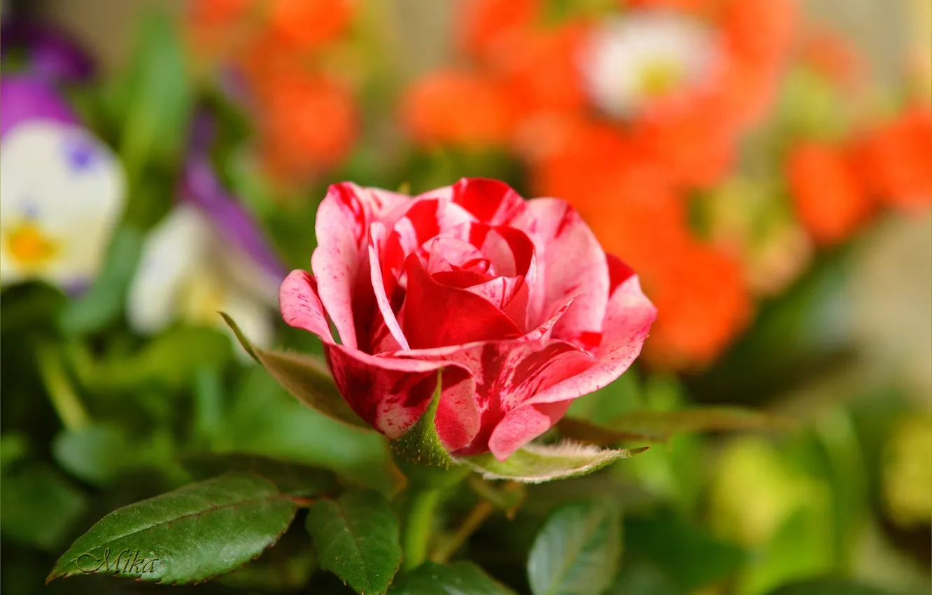 Фото обои Роза, Rose, Flowers