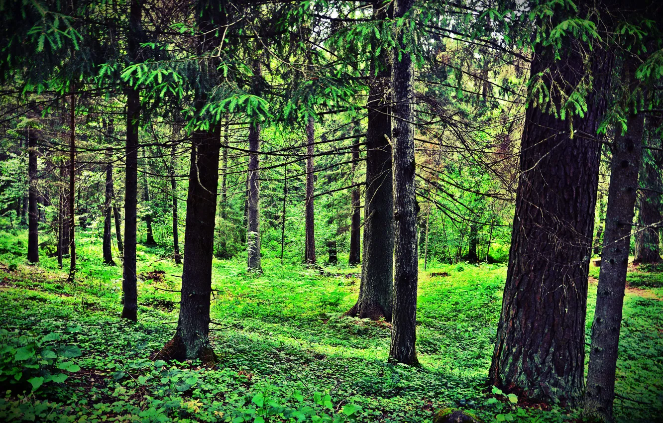 Фото обои Лес, Россия, Russia, Forest