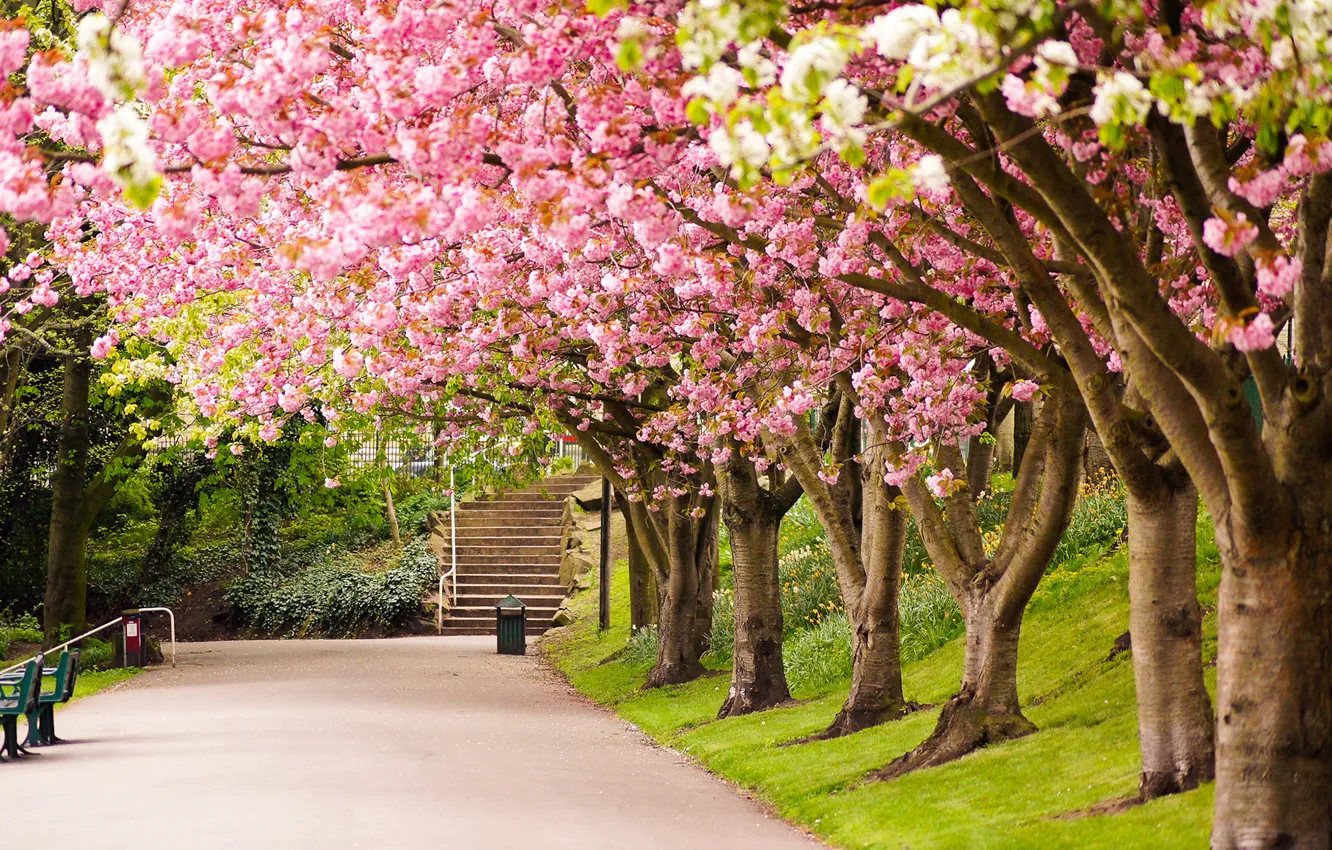 Фото обои дорога, деревья, природа, парк, Англия, весна, сакура, Великобритания