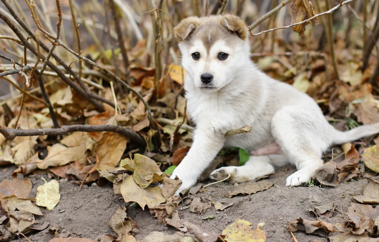 Фото обои осень, листья, Собака, щенок, лайка