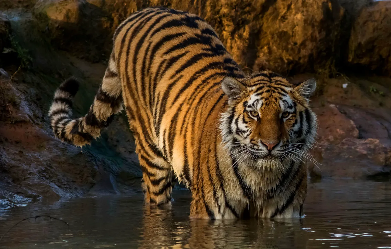 Фото обои тигр, мокрый, хищник, полосатый, в воде