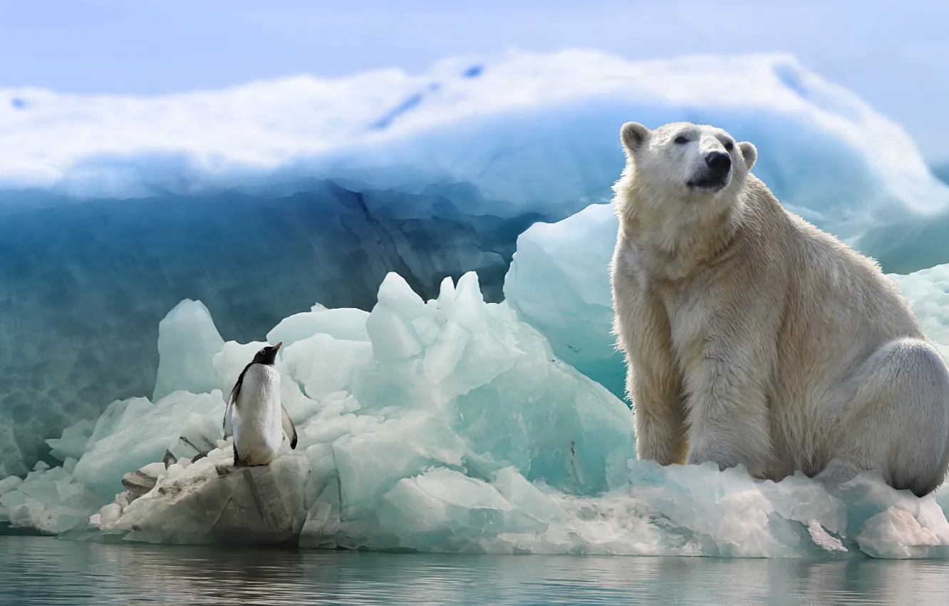 Фото обои polar bear, penguin, white bear near white and black dolphin