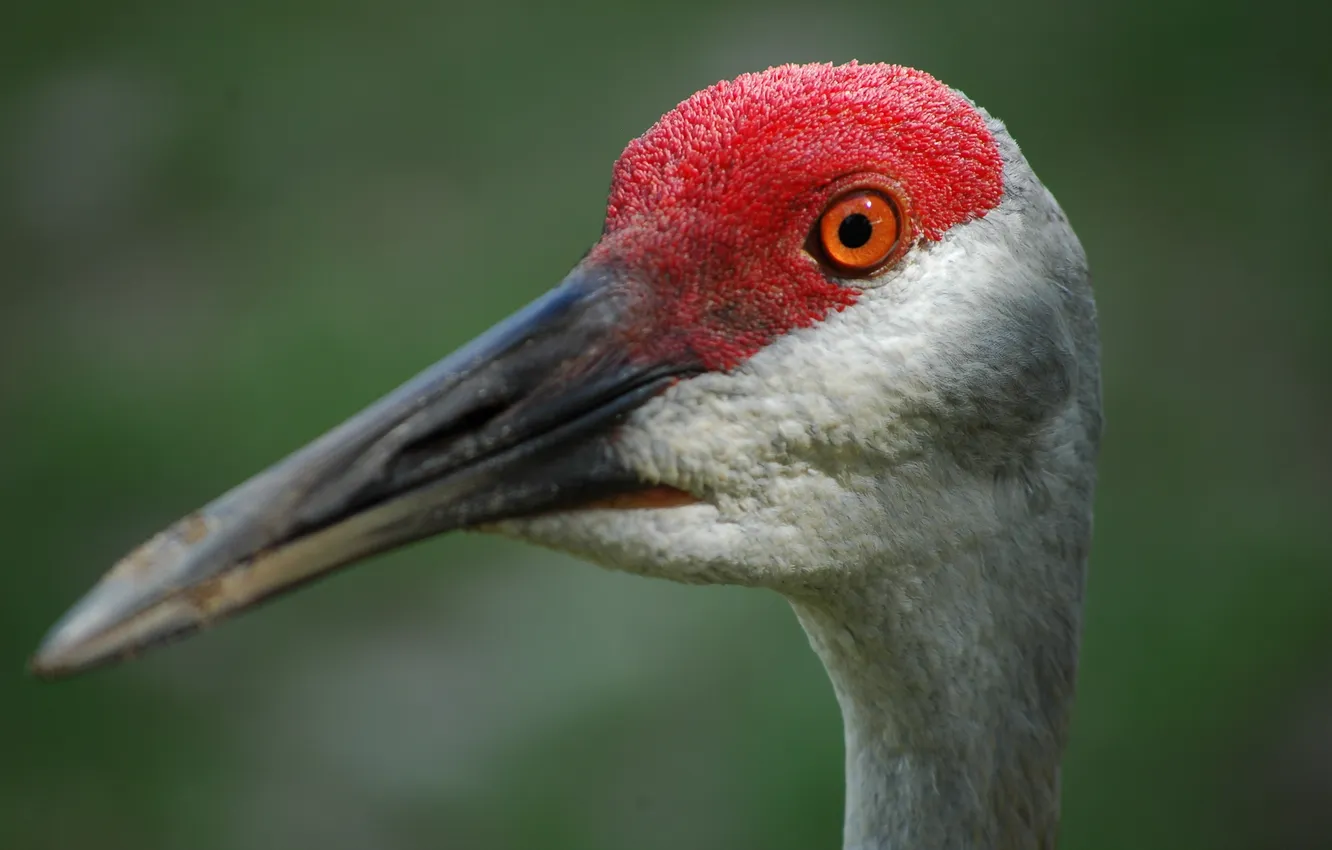 Фото обои Bird, Closeup, Sandhill Crane