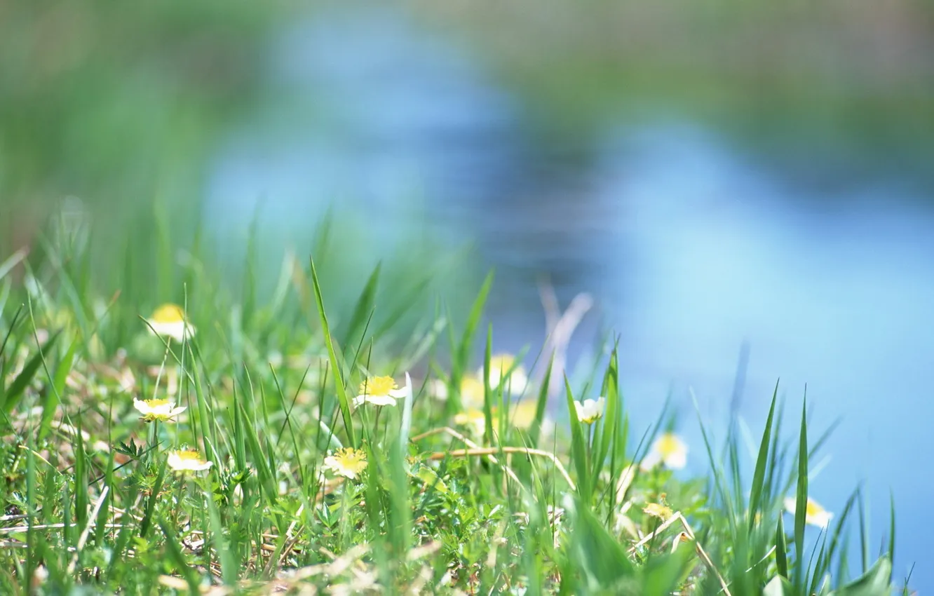 Фото обои лето, трава, вода, солнце, ручей, тепло