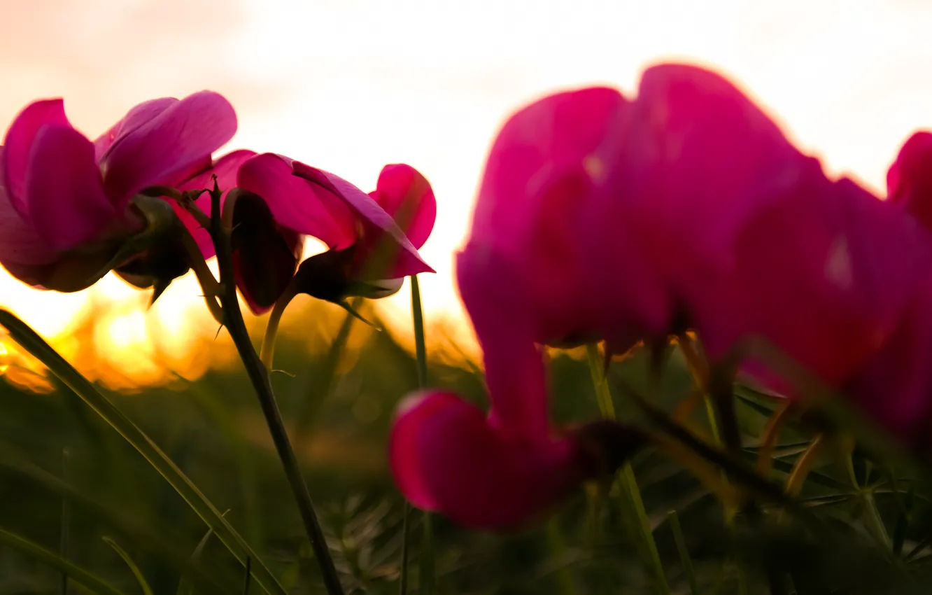 Фото обои Purple, Grass, Flower, Green, Sunset, Autumn, Sunshine, Dusk