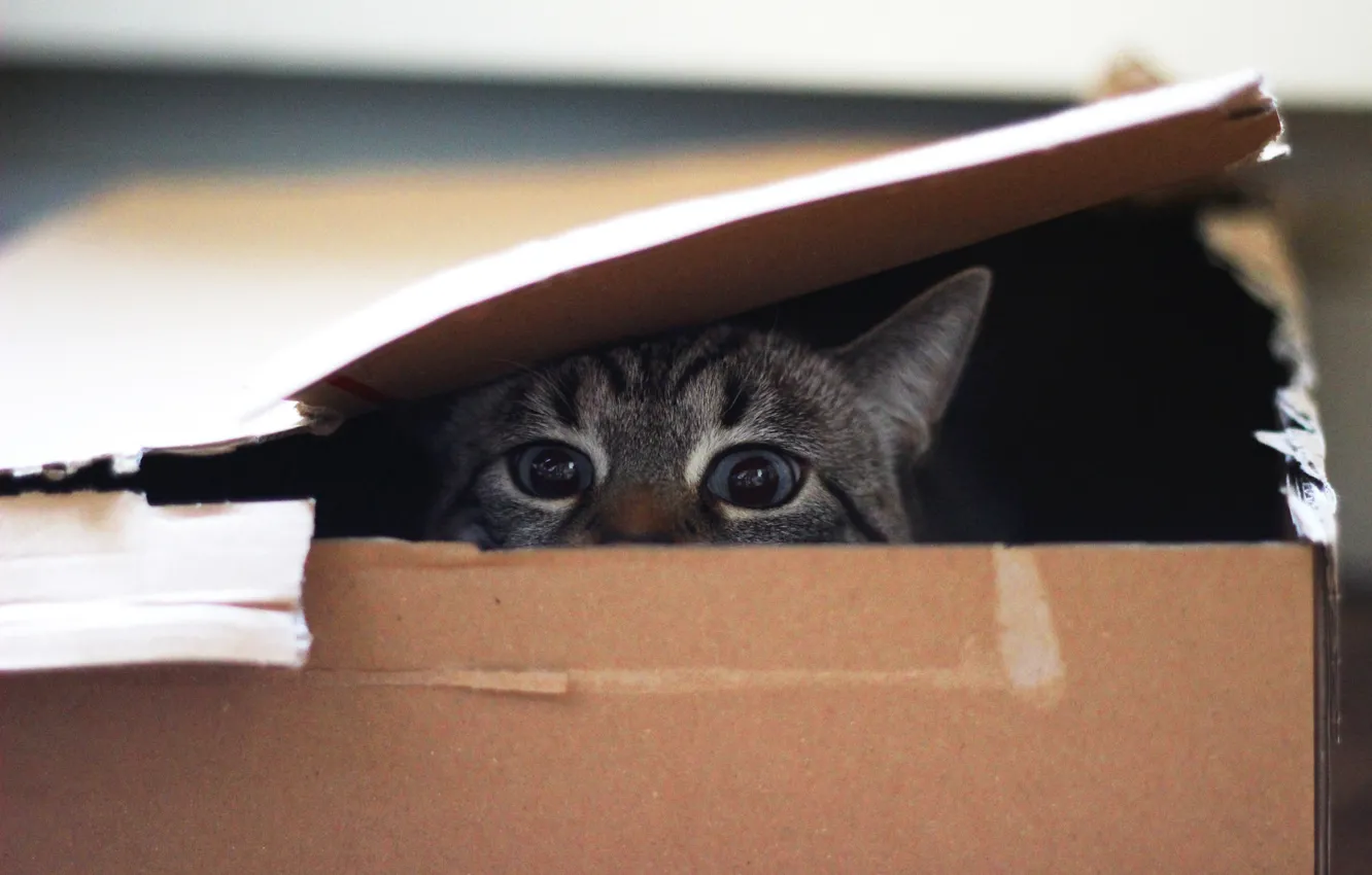 Фото обои глаза, кот, взгляд, коробка