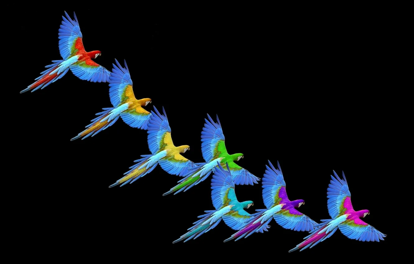 Фото обои Rainbow, Colors, Macaw