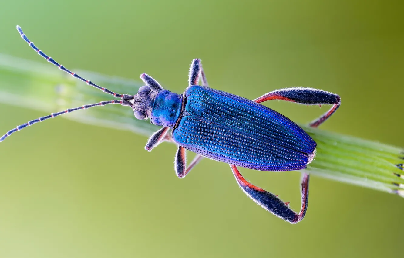Фото обои макро, жук, насекомое