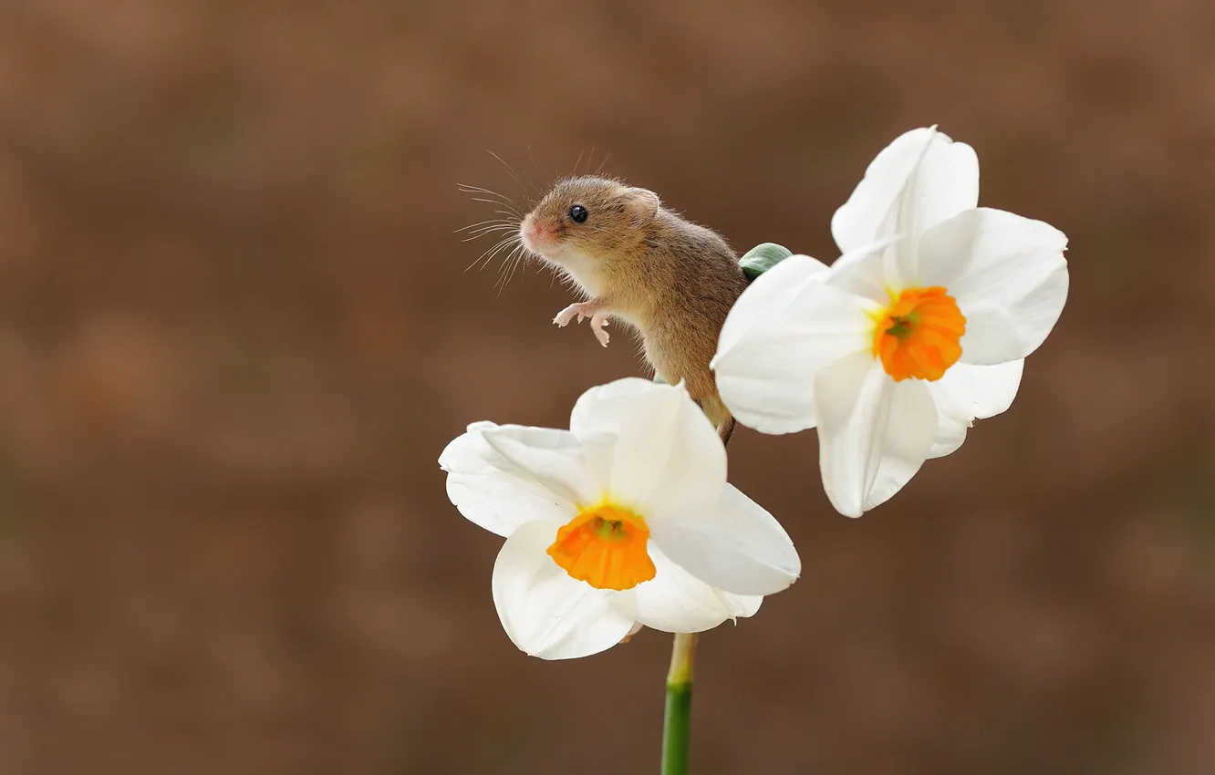Фото обои цветок, фон, боке, нарцисс, грызун, мышь-малютка