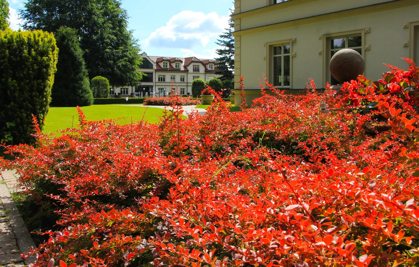 Фото обои house, park, plant
