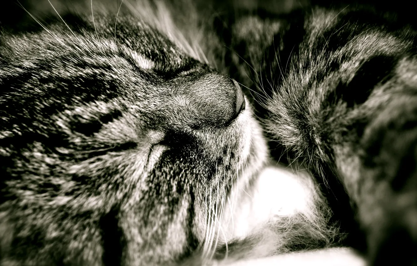 Фото обои Кот, Сладкий сон, Пушистый