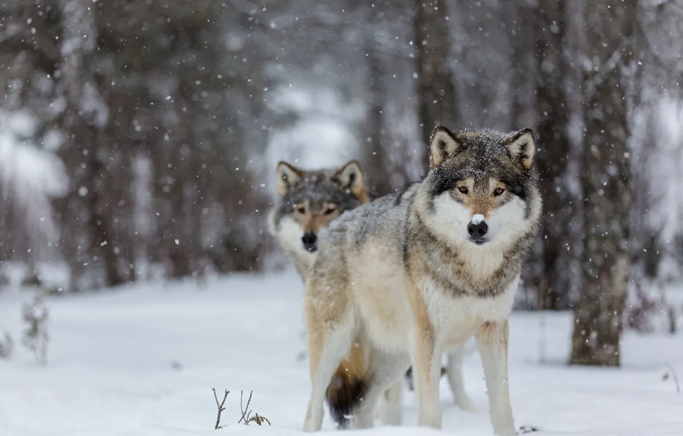 Фото обои глаза, снег, деревья, волки, trees, eyes, боке, bokeh