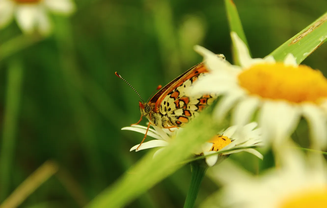 Фото обои крылья, Бабочка, ромашка, цветок.