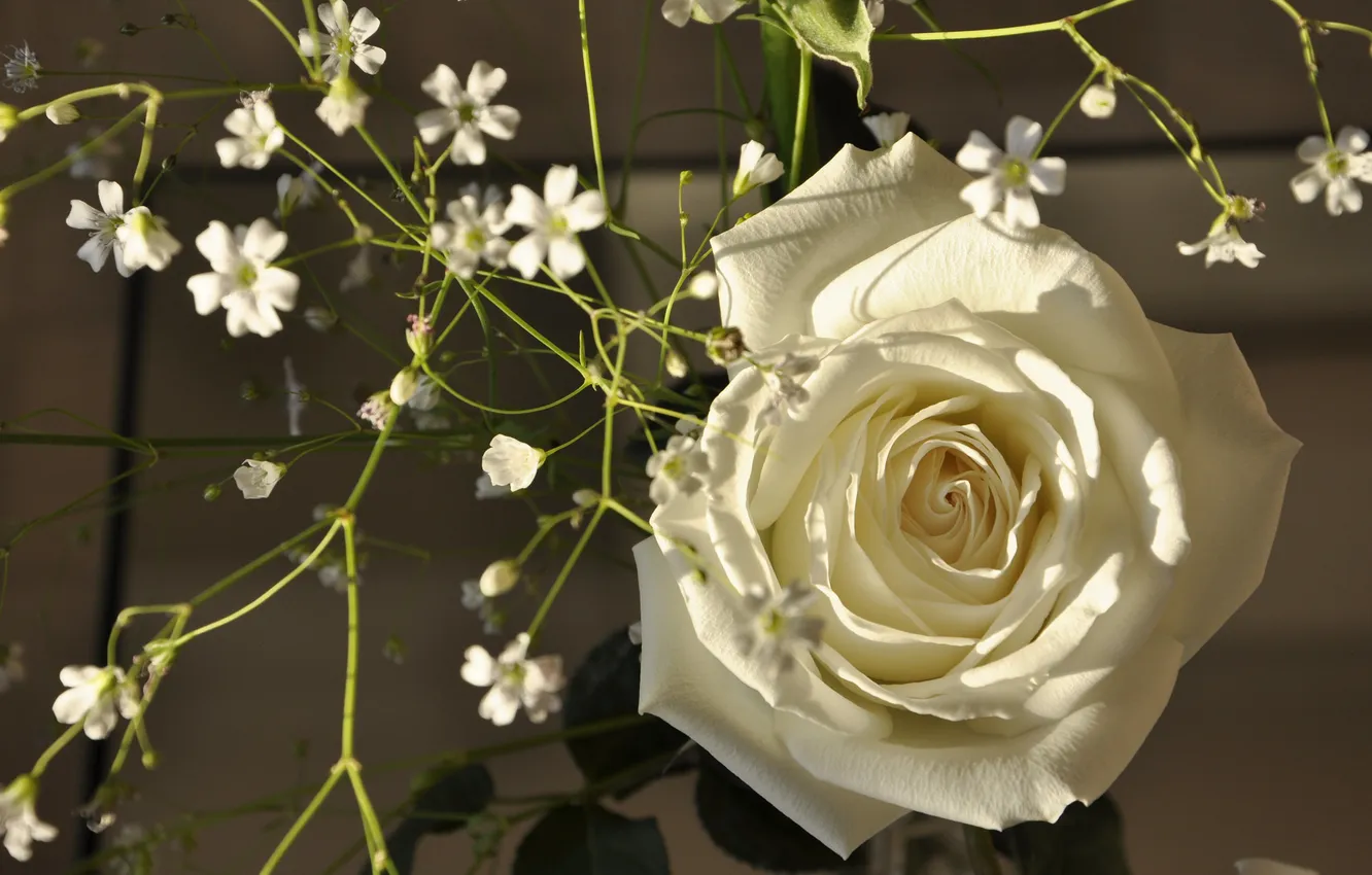Фото обои роза, лепестки, бутон, белая роза