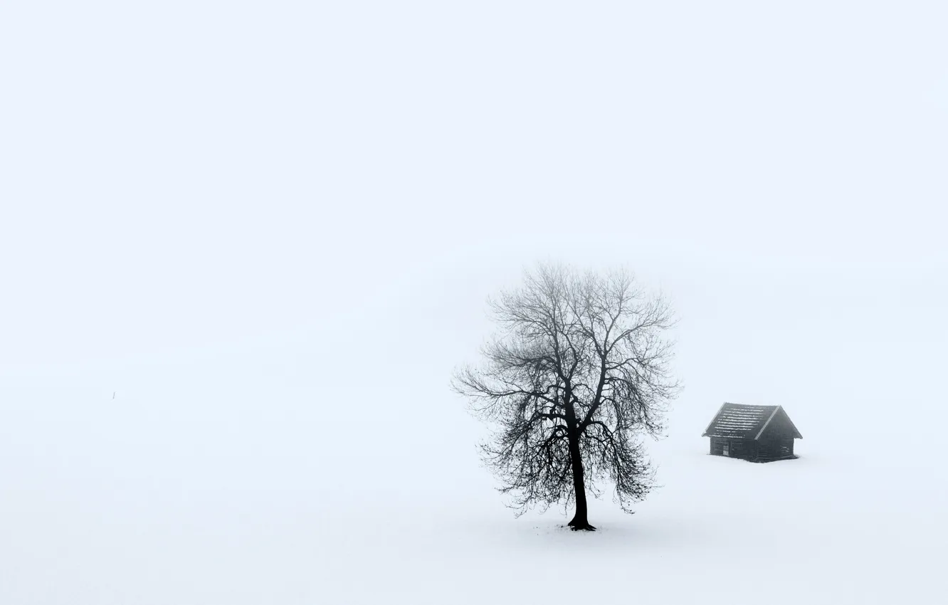 Фото обои пейзаж, туман, дом, дерево