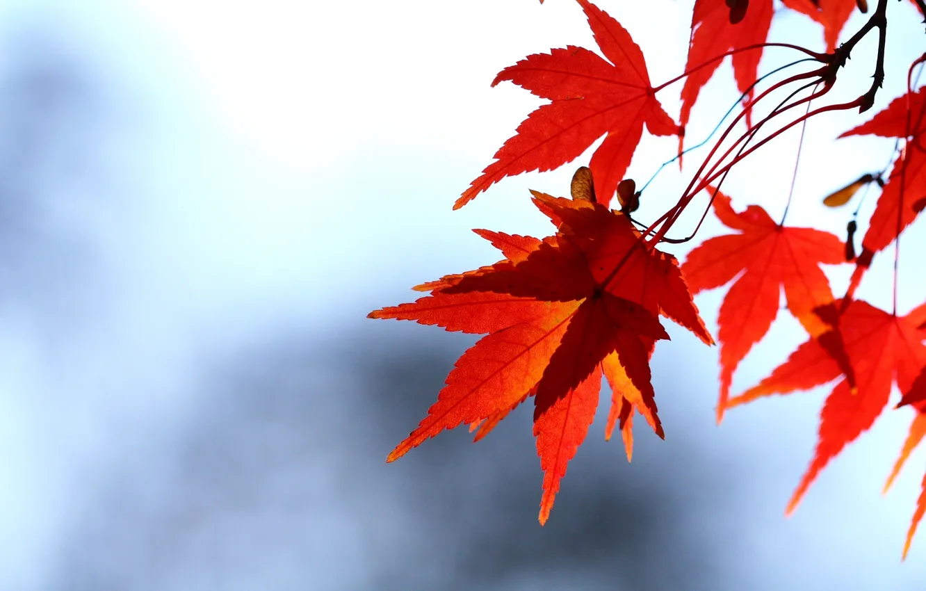 Фото обои осень, небо, листья, ветка, красные, клен