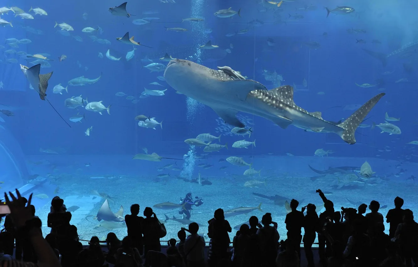 Фото обои люди, Япония, подводный мир, Окинава, churaumi aquarium