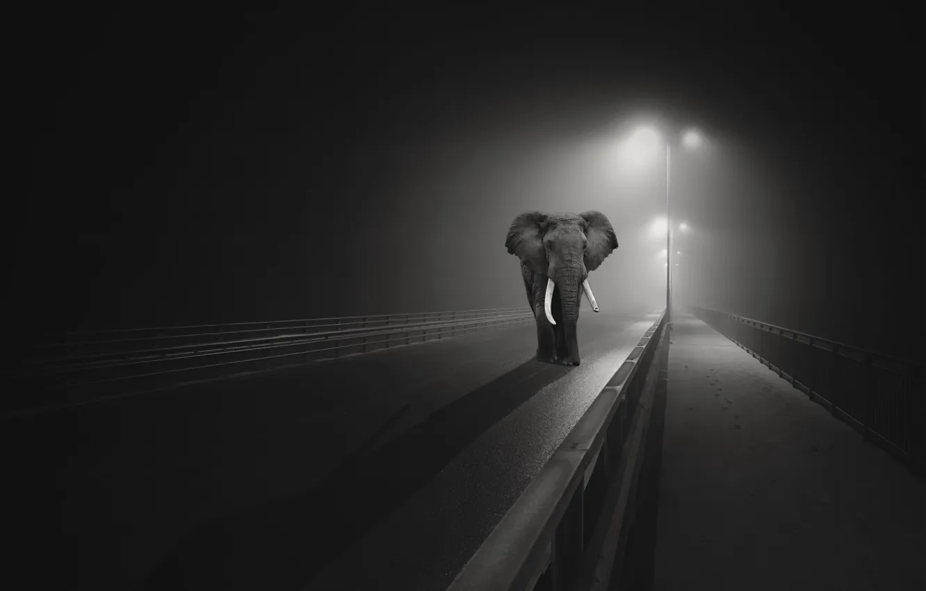 Фото обои ночь, мост, город, слон