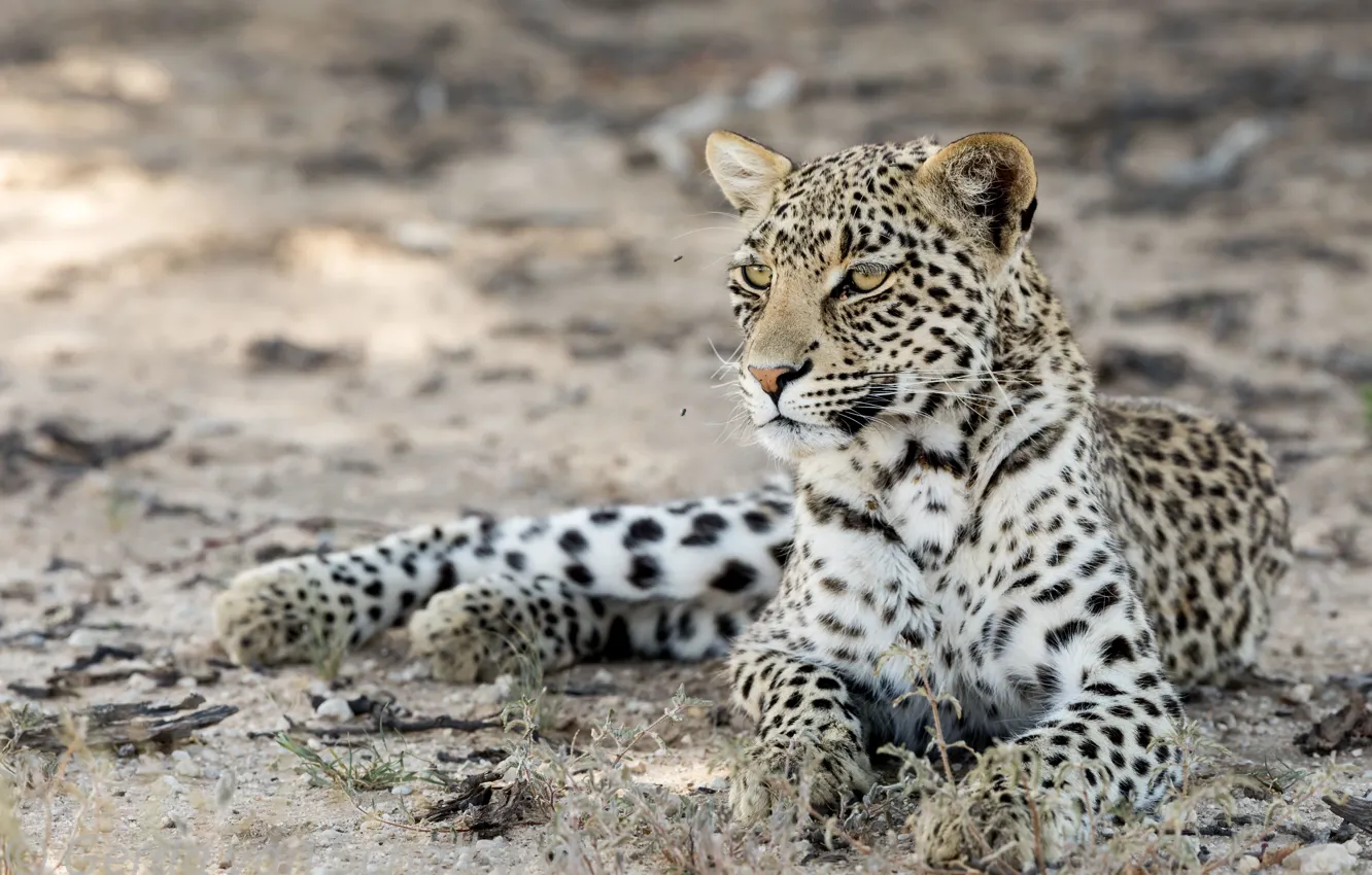 Фото обои природа, зверь, Kgalagadi leopard