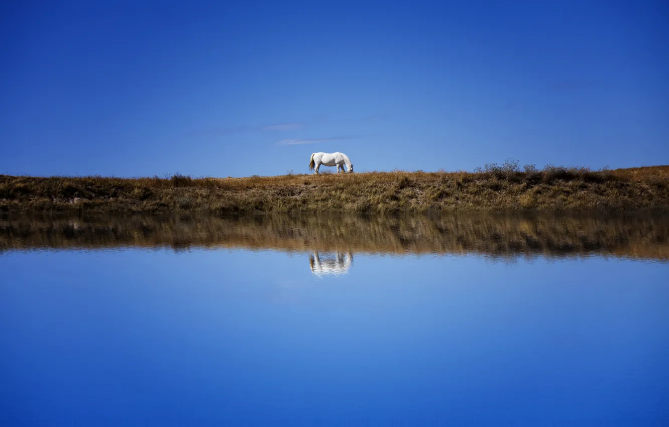 Фото обои белый, небо, отражение, синева, конь, берег, лошадь, водоем