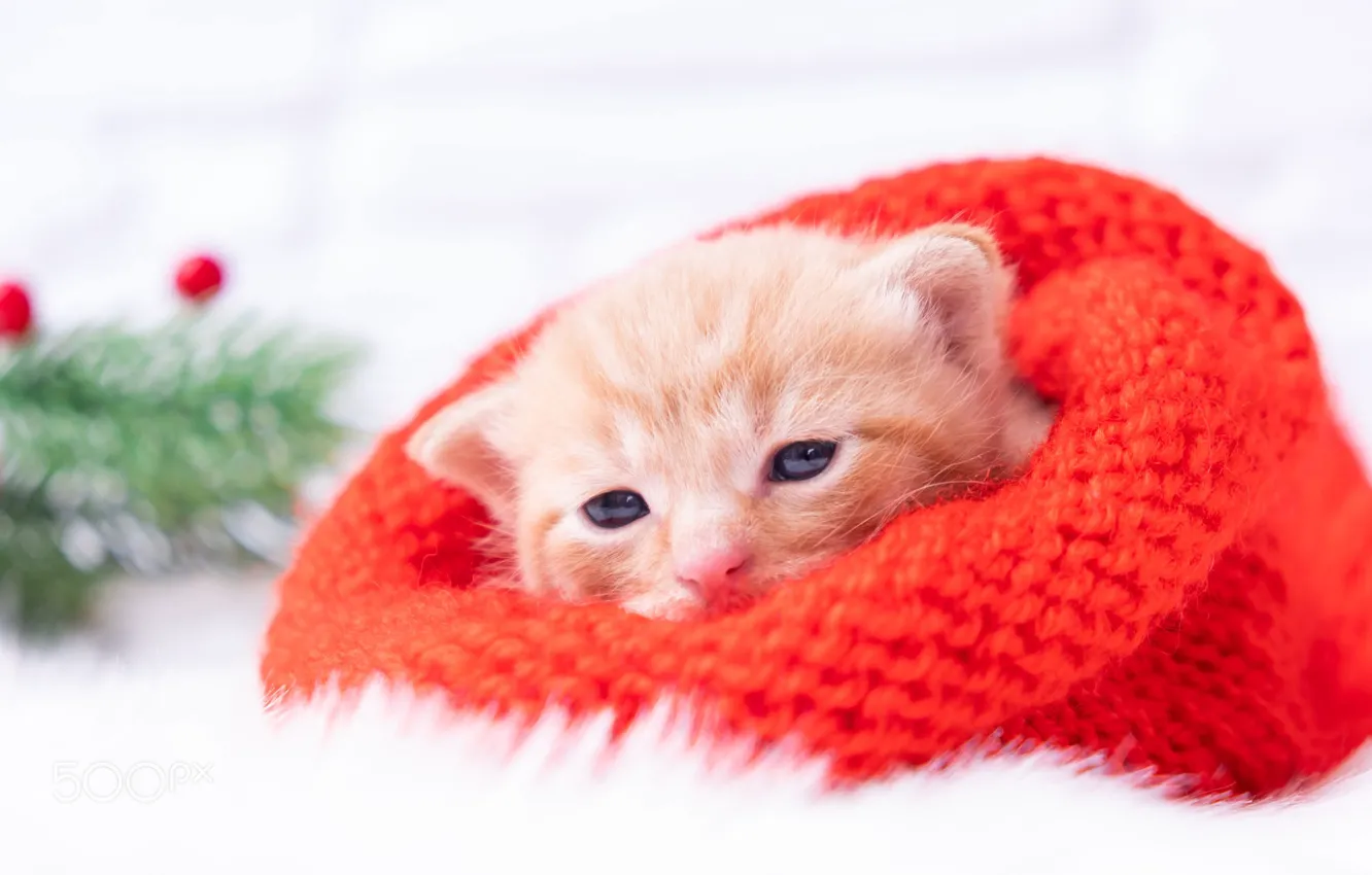 Фото обои кошка, ветки, котенок, шапка, малыш, рыжий, мордочка, Рождество