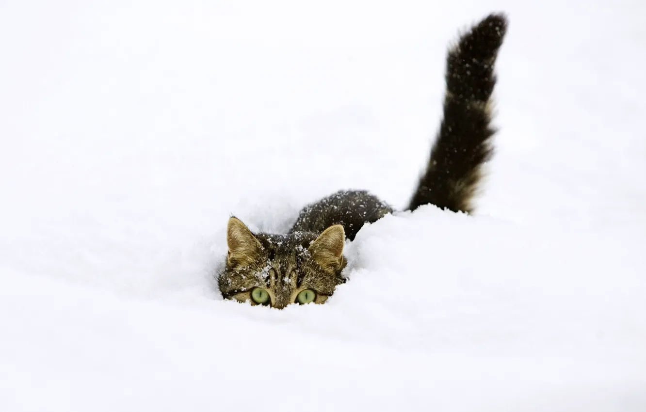 Фото обои зима, кот, снег, прячется