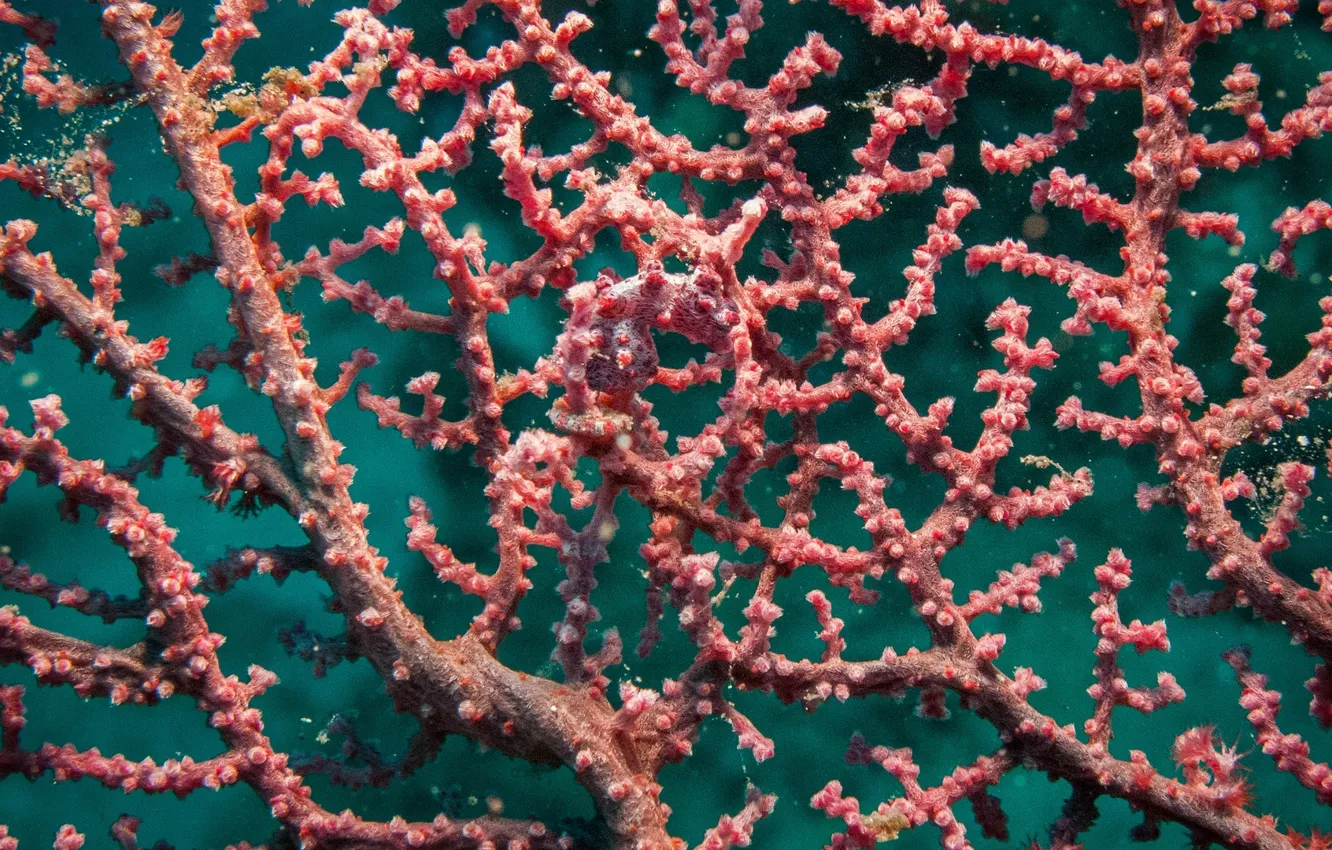 Фото обои кораллы, маскировка, морской конёк
