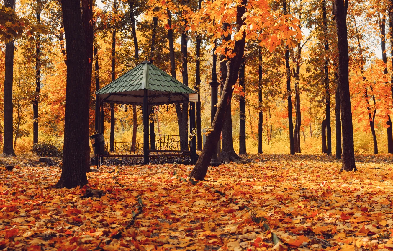 Фото обои осень, лес, листья, деревья, парк, forest, nature, yellow