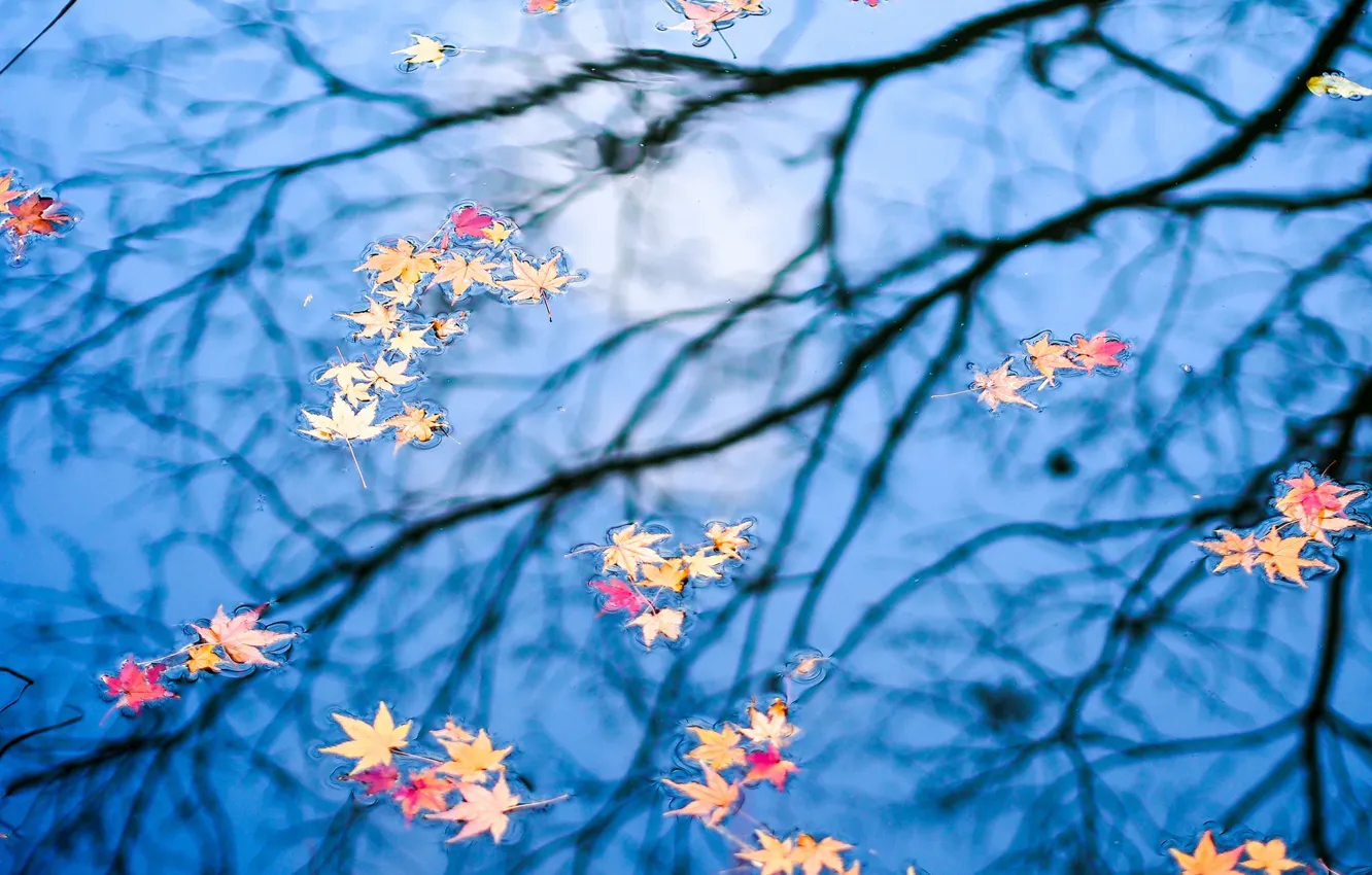 Фото обои осень, листья, вода, отражение