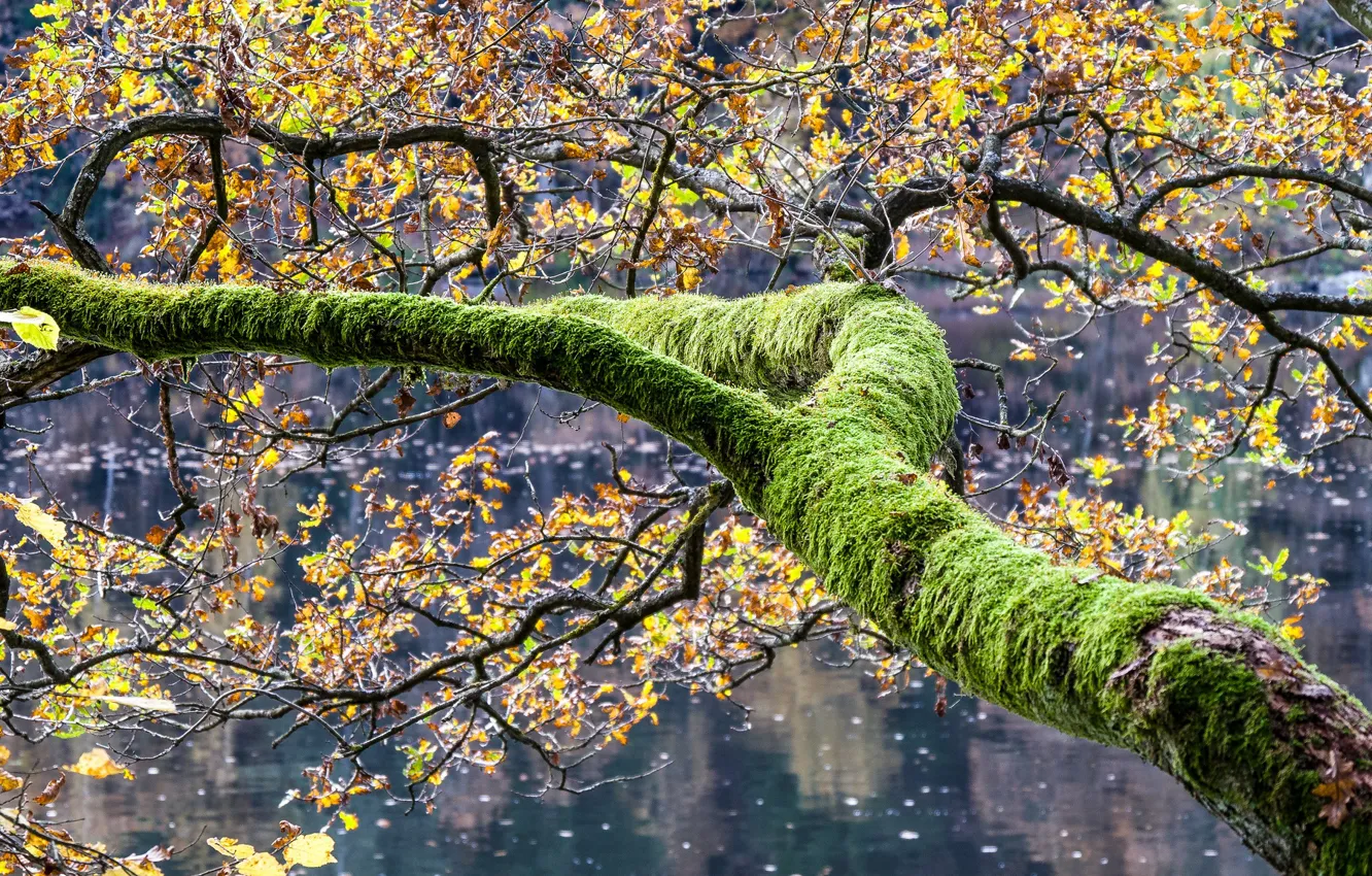 Фото обои осень, листья, ветки, озеро, дерево, мох, Германия, Бавария