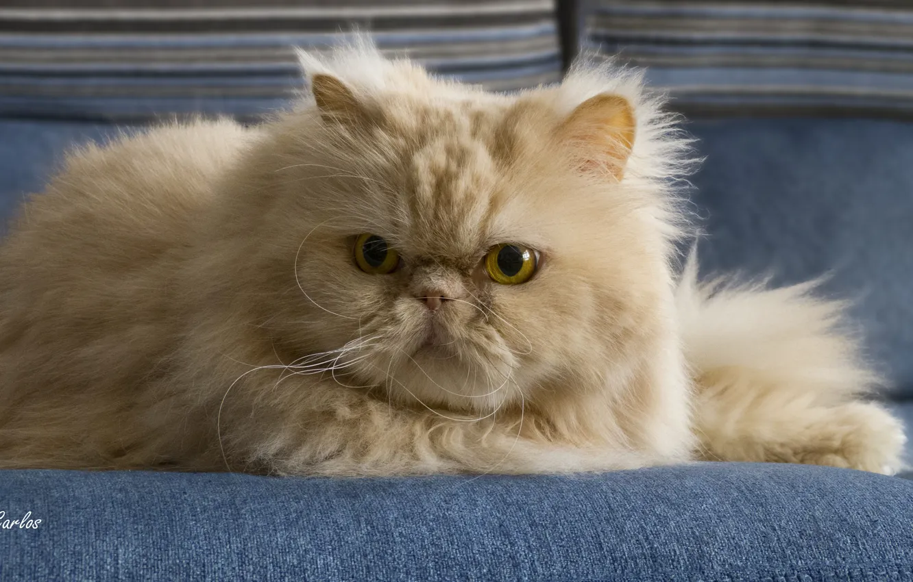 Фото обои кот, усы, взгляд, пушистый, рыжий, перс, персидская кошка