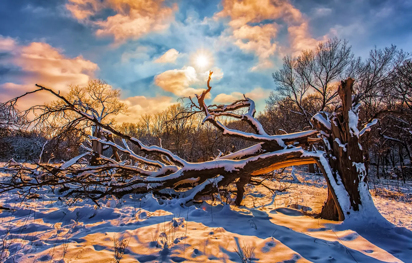 Фото обои зима, лес, небо, солнце, облака, снег, деревья