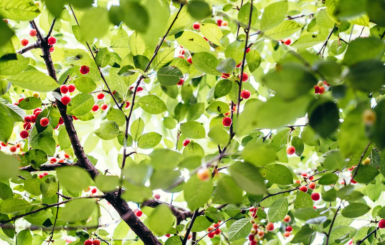 Фото обои green, trees, nature, leaves, berries, branches