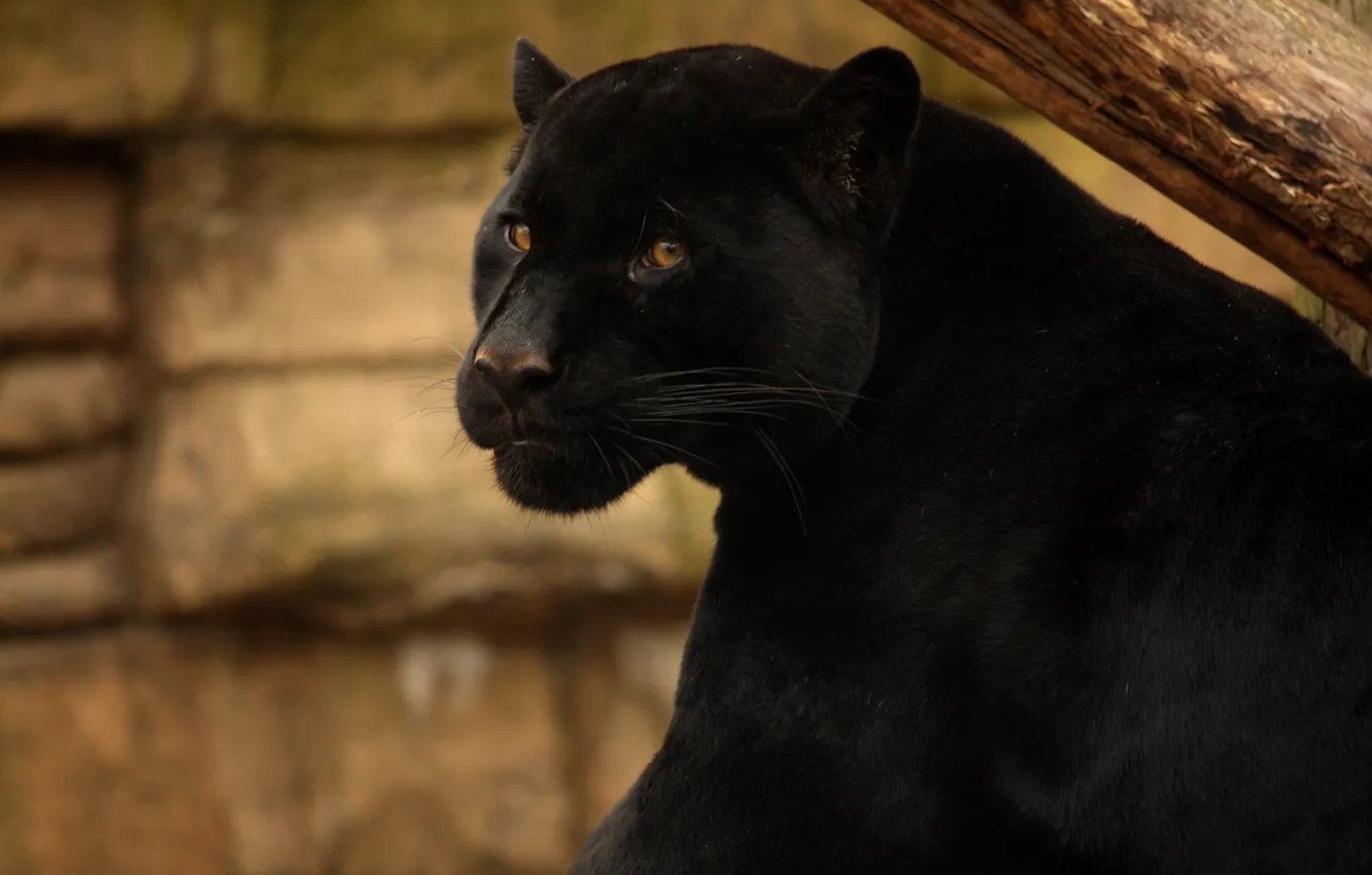 Фото обои морда, хищник, пантера, дикая кошка, черный ягуар