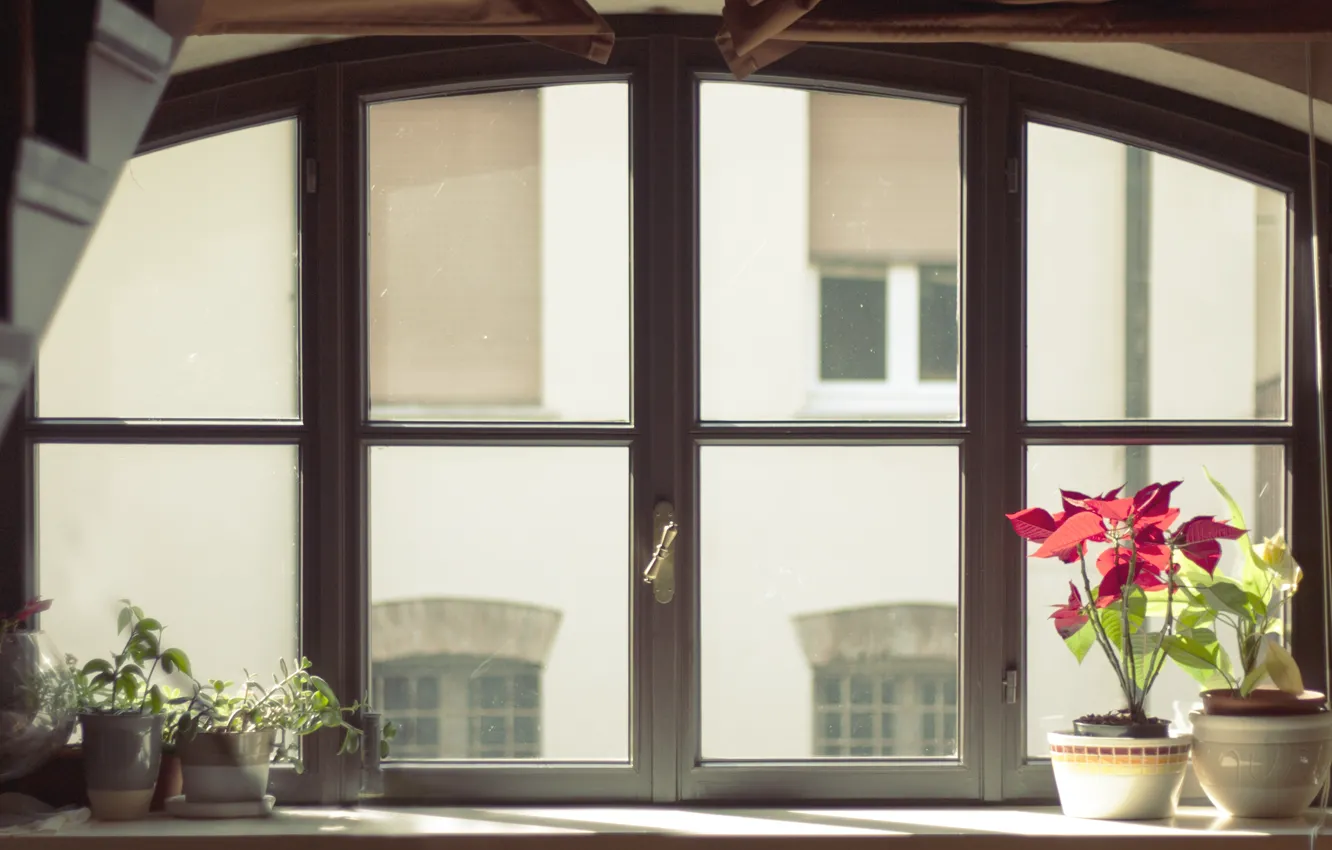 Фото обои стекло, цветы, окно, горшки