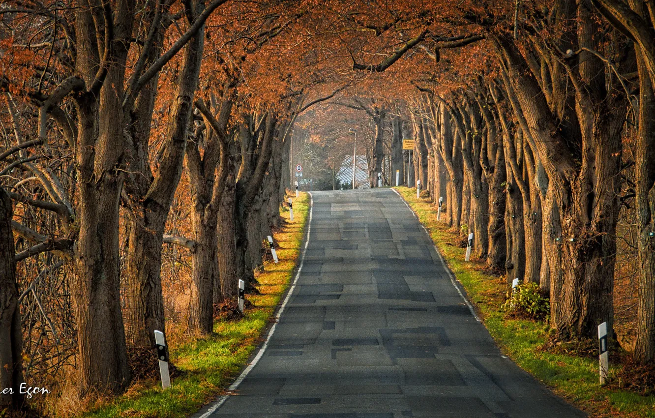 Фото обои дорога, осень, лес, деревья, парк, Германия, аллея, Puddemin