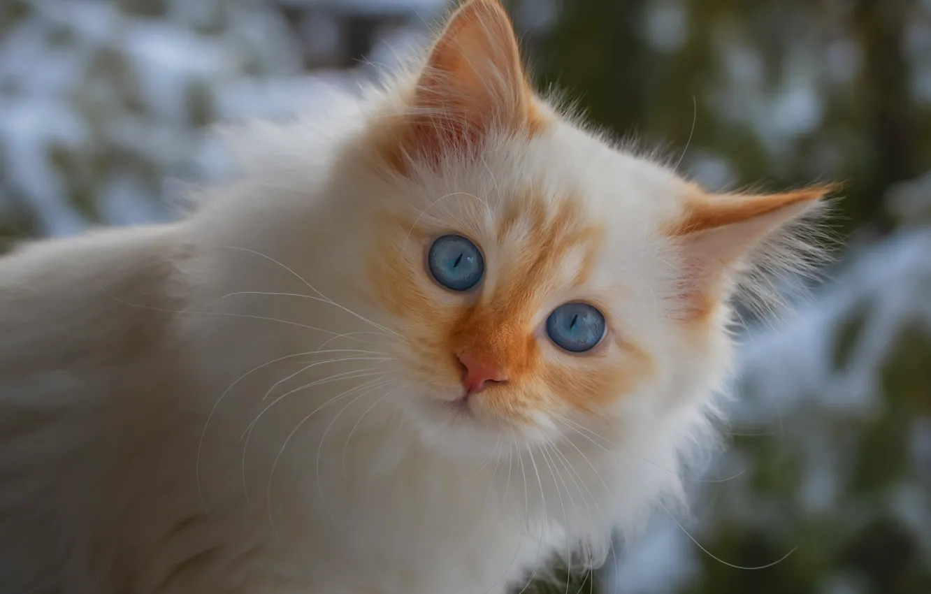 Фото обои белый, морда, котенок, пушистый, голубые глаза, невская маскарадная, ред-пойнт