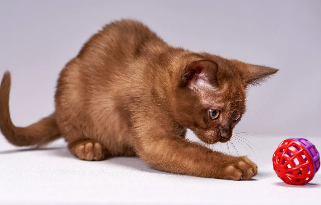 Фото обои кошка, поза, котенок, фон, игрушка, игра, светлый, шарик
