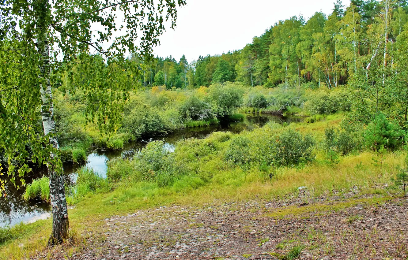 Фото обои лес, лето, река, береза, кустраник