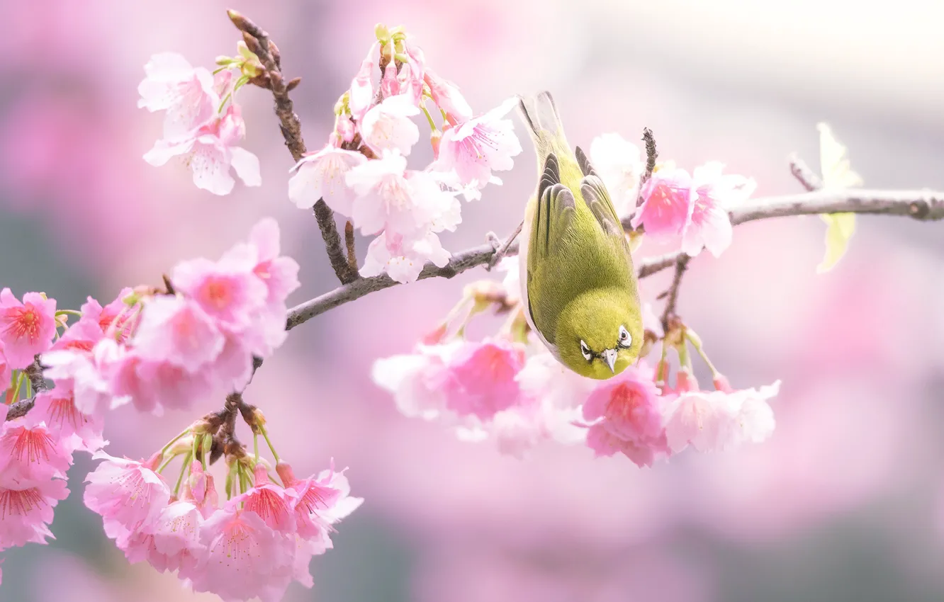 Фото обои цветы, фон, птица, ветка, весна, сакура, розовые, птичка
