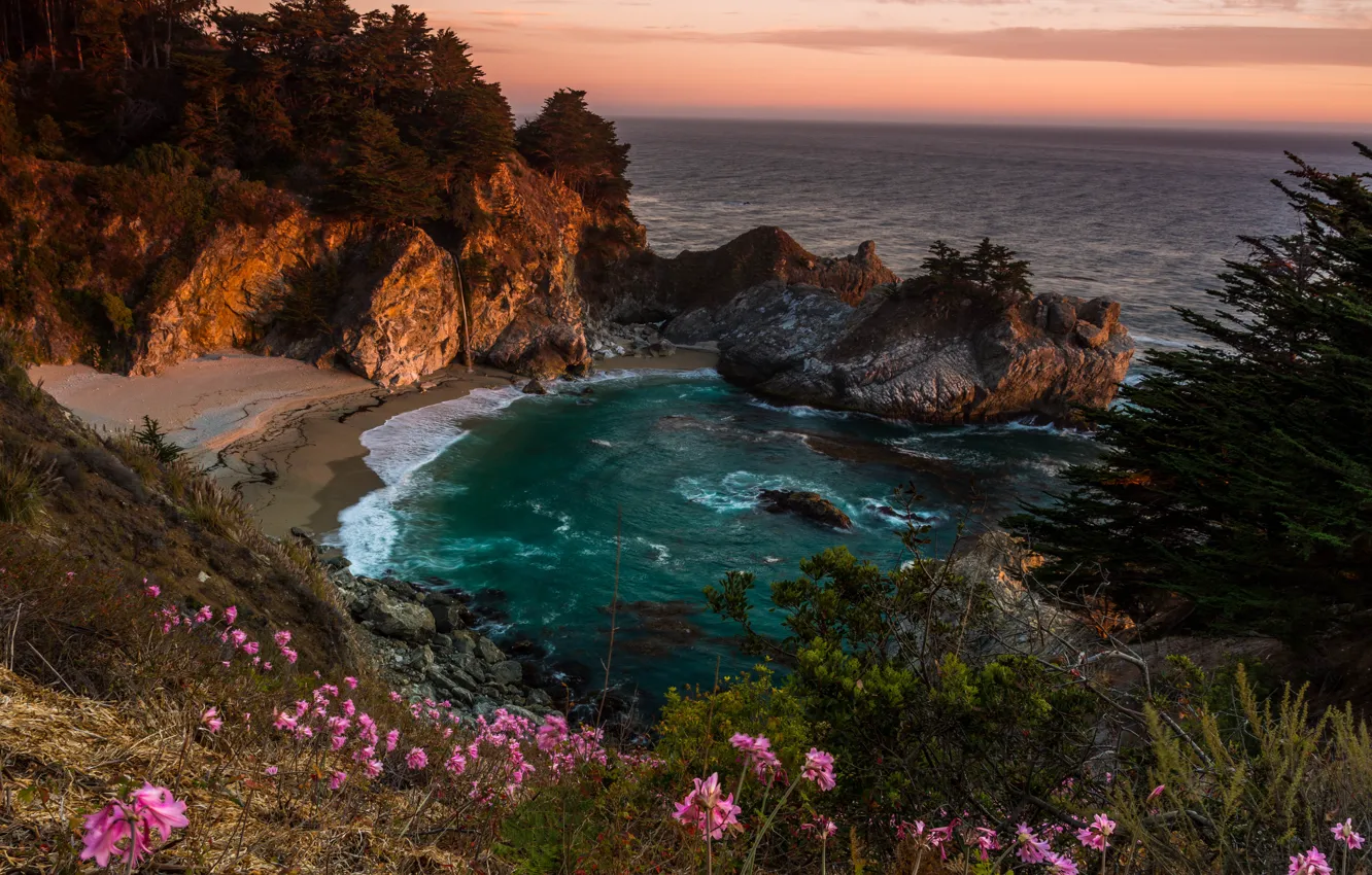 Фото обои деревья, пейзаж, закат, цветы, природа, океан, скалы, побережье