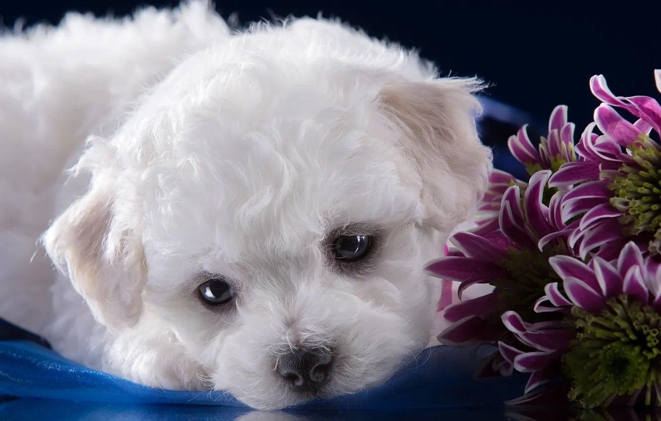 Фото обои белый, мордочка, милый, щенок, хризантемы, бишон фризе